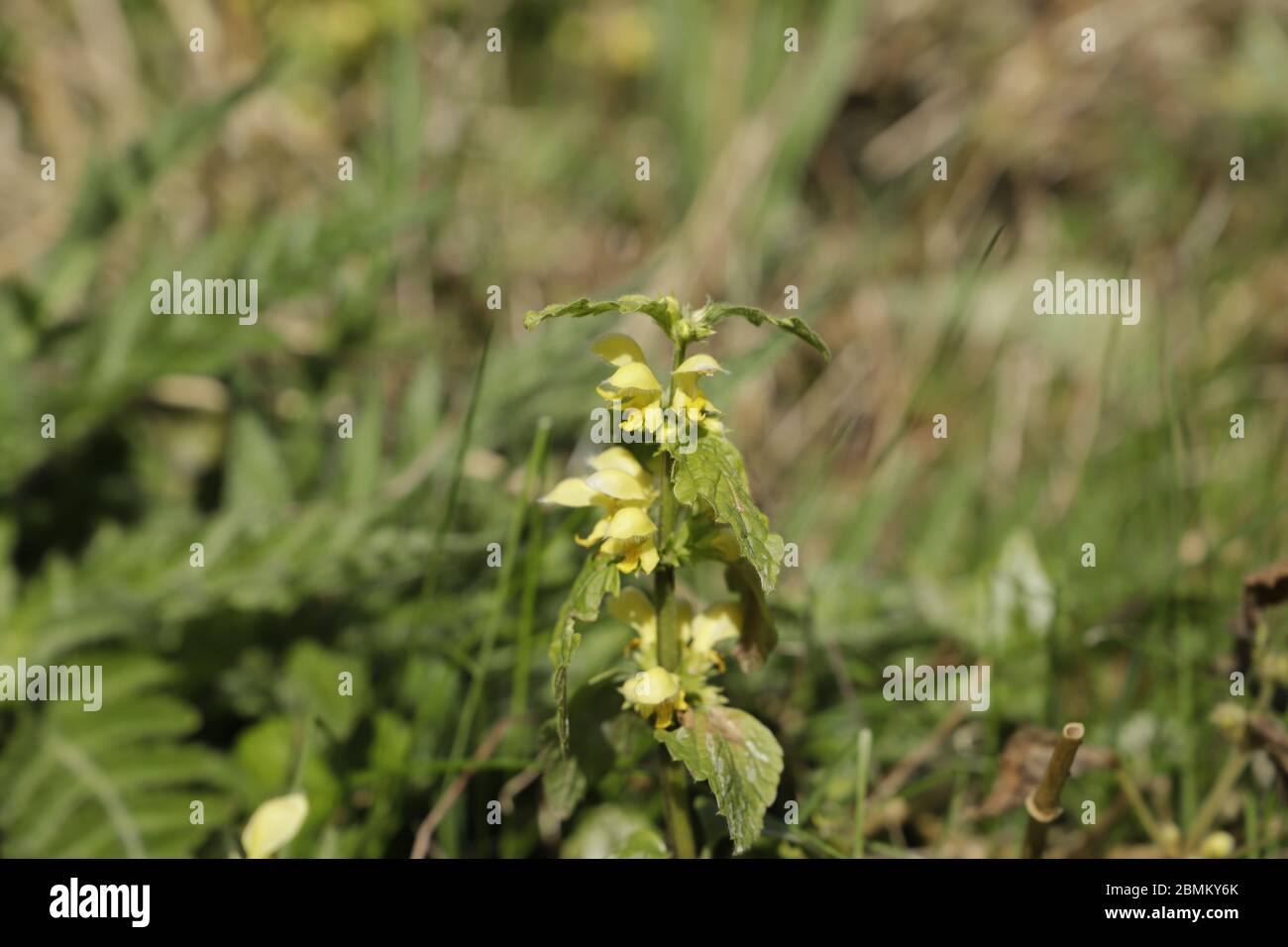 yellow rattle flowers growing in the wild Stock Photo Alamy