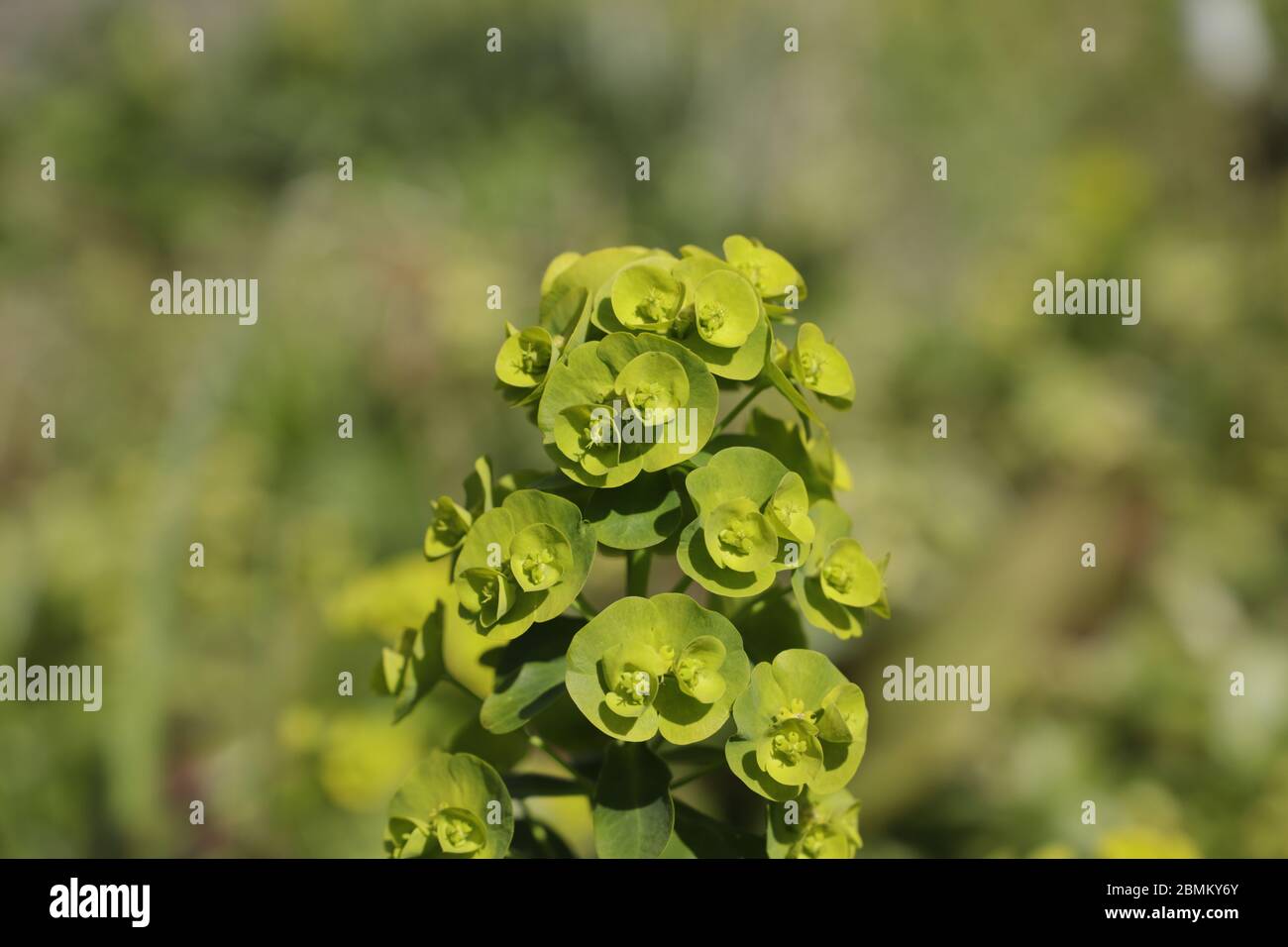 Close up of the yellow green Euphorbia flowers Stock Photo
