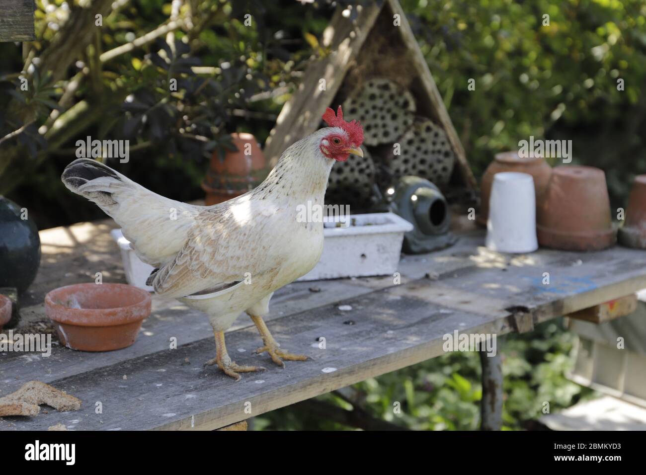 Funny chicken kept as pets Stock Photo Alamy