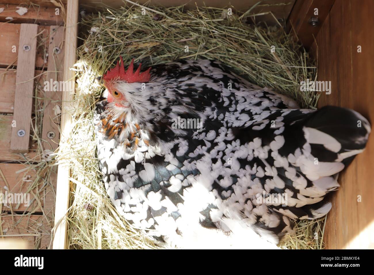 Funny chicken kept as pets Stock Photo Alamy
