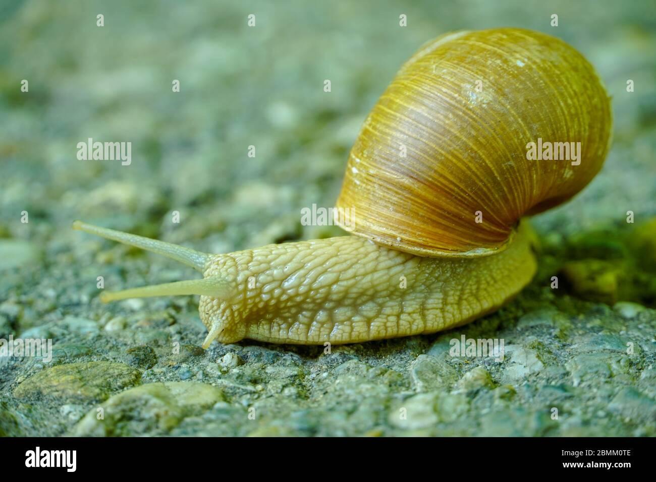 Big snail in shell crawling on road, summer day in garden.Rain snail closeup on asphalt footpath in spring park. Stock Photo