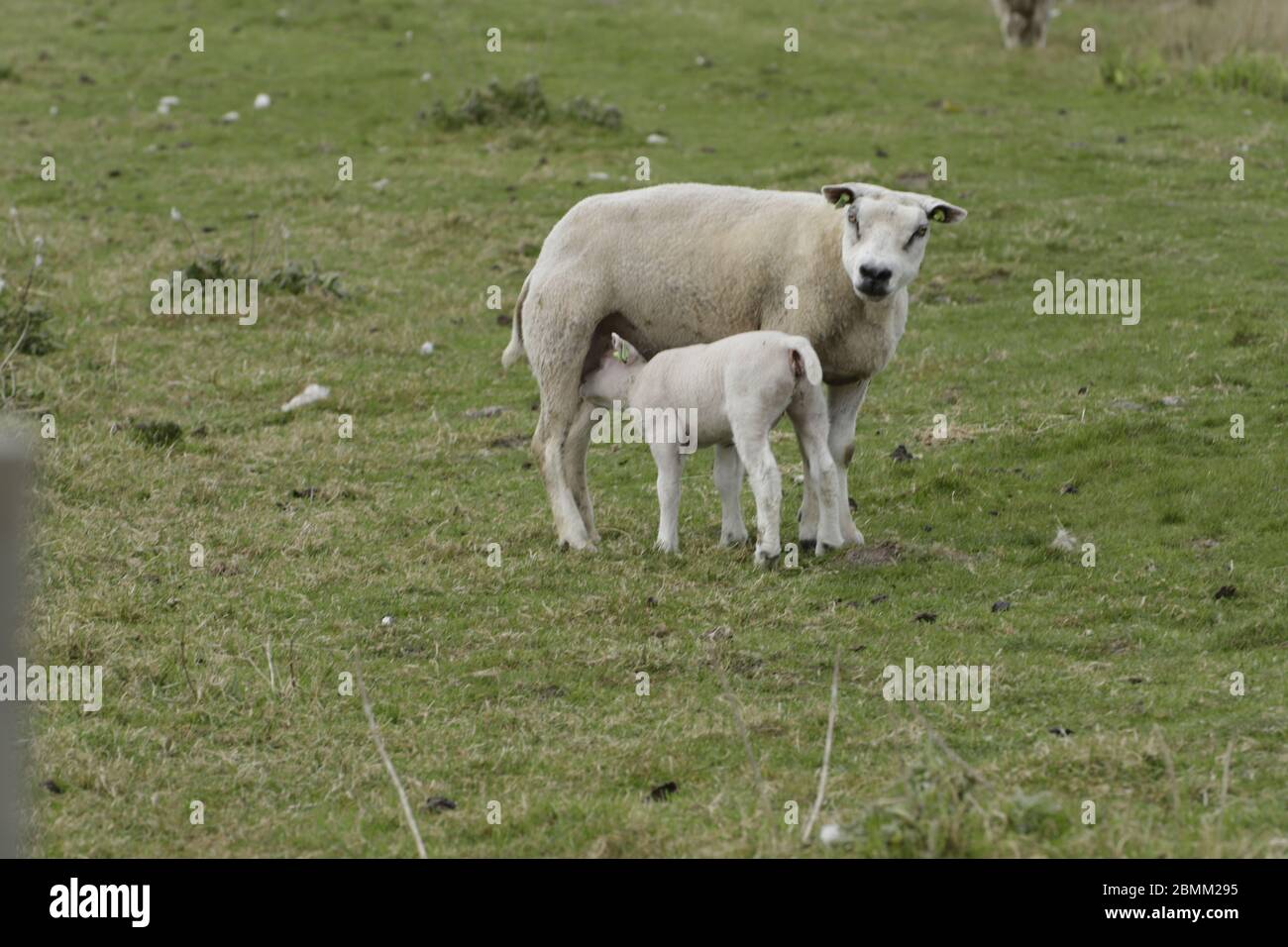 Sheep with new born lamb Stock Photo - Alamy