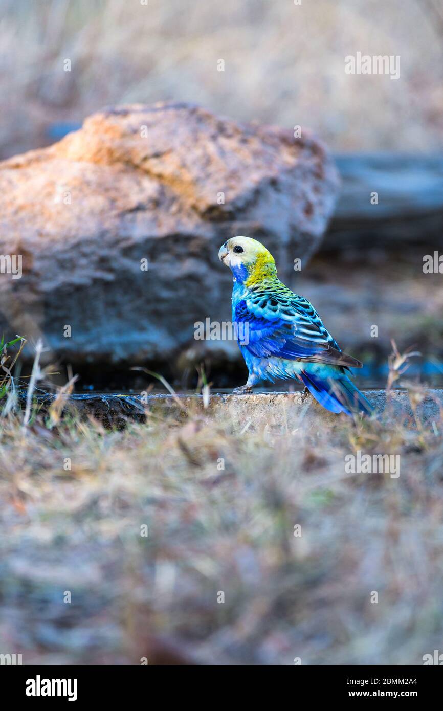 Pale-headed rosella standing at an outback waterhole carefully surveying the dangers before quenching its thirst at Undarra in Western Queensland. Stock Photo