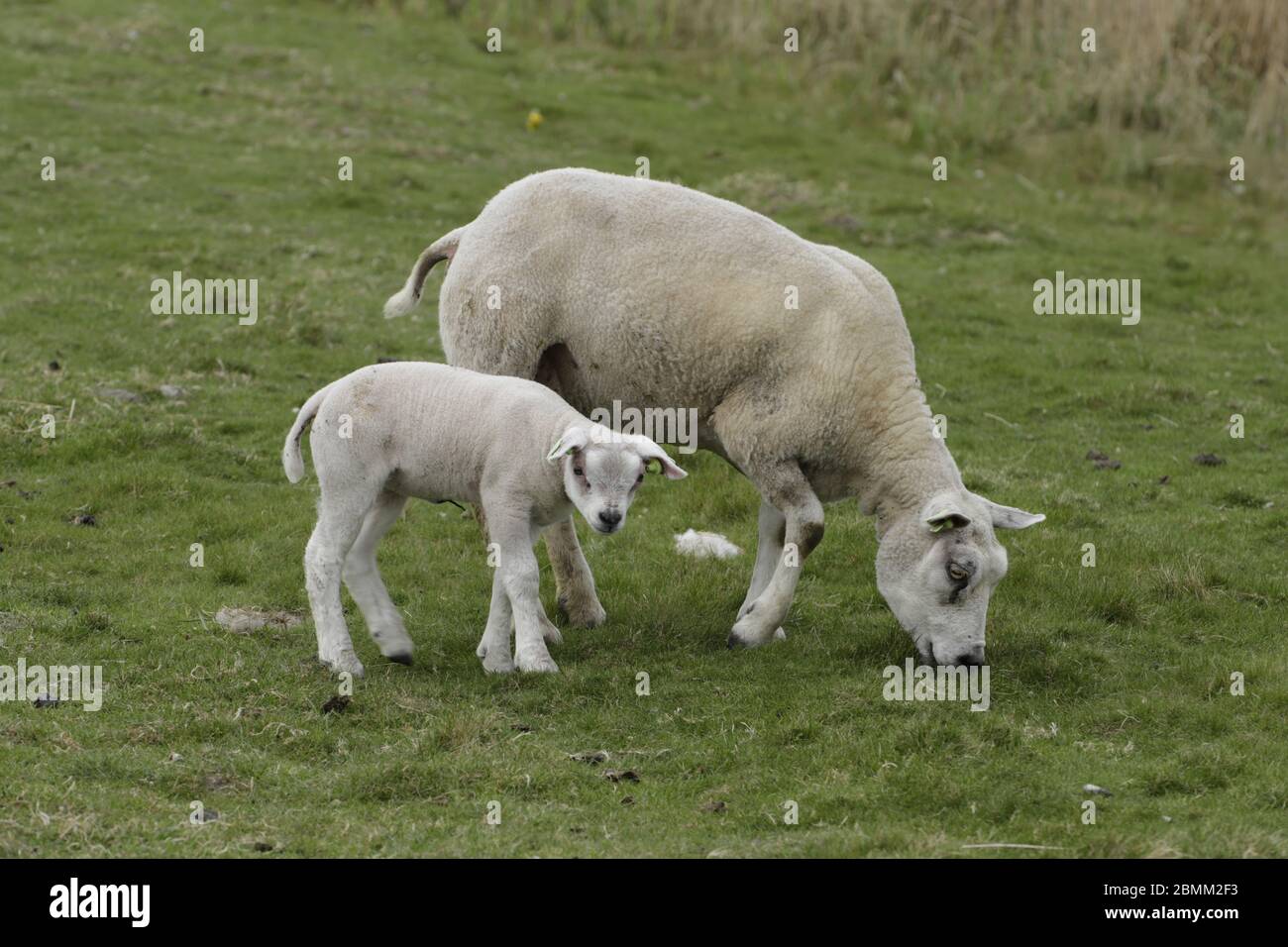 Sheep with new born lamb Stock Photo - Alamy