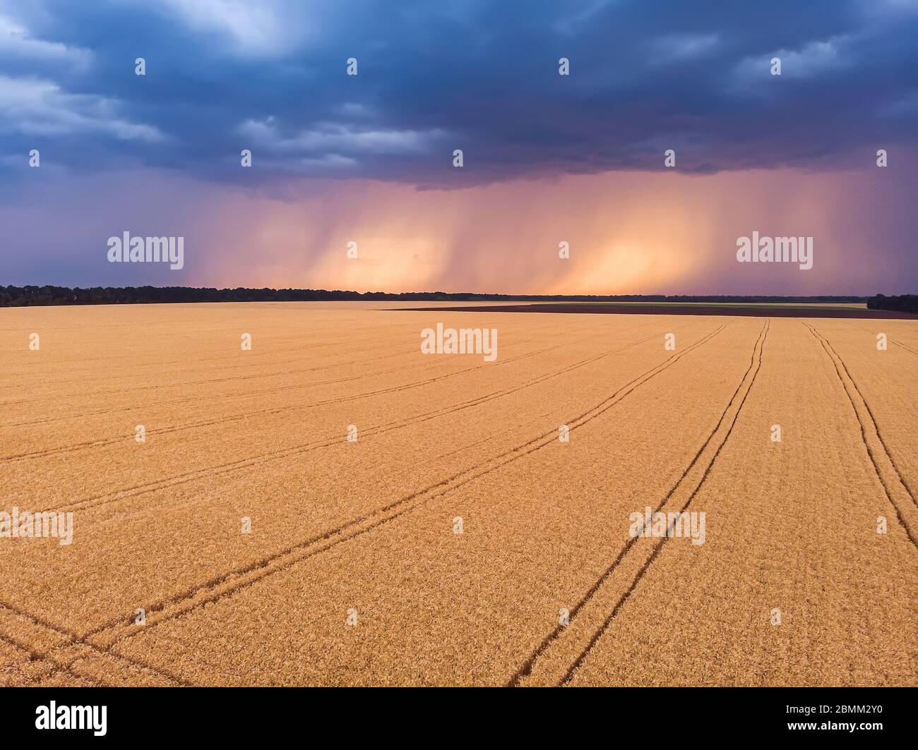 Aerial view on impressive thunderstorm over wheat field at sunset. Dark ...