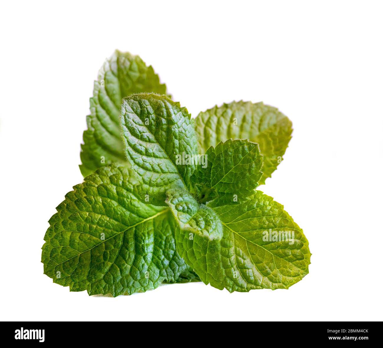 Fresh mint leaves on white background. Macro shot. Stock Photo