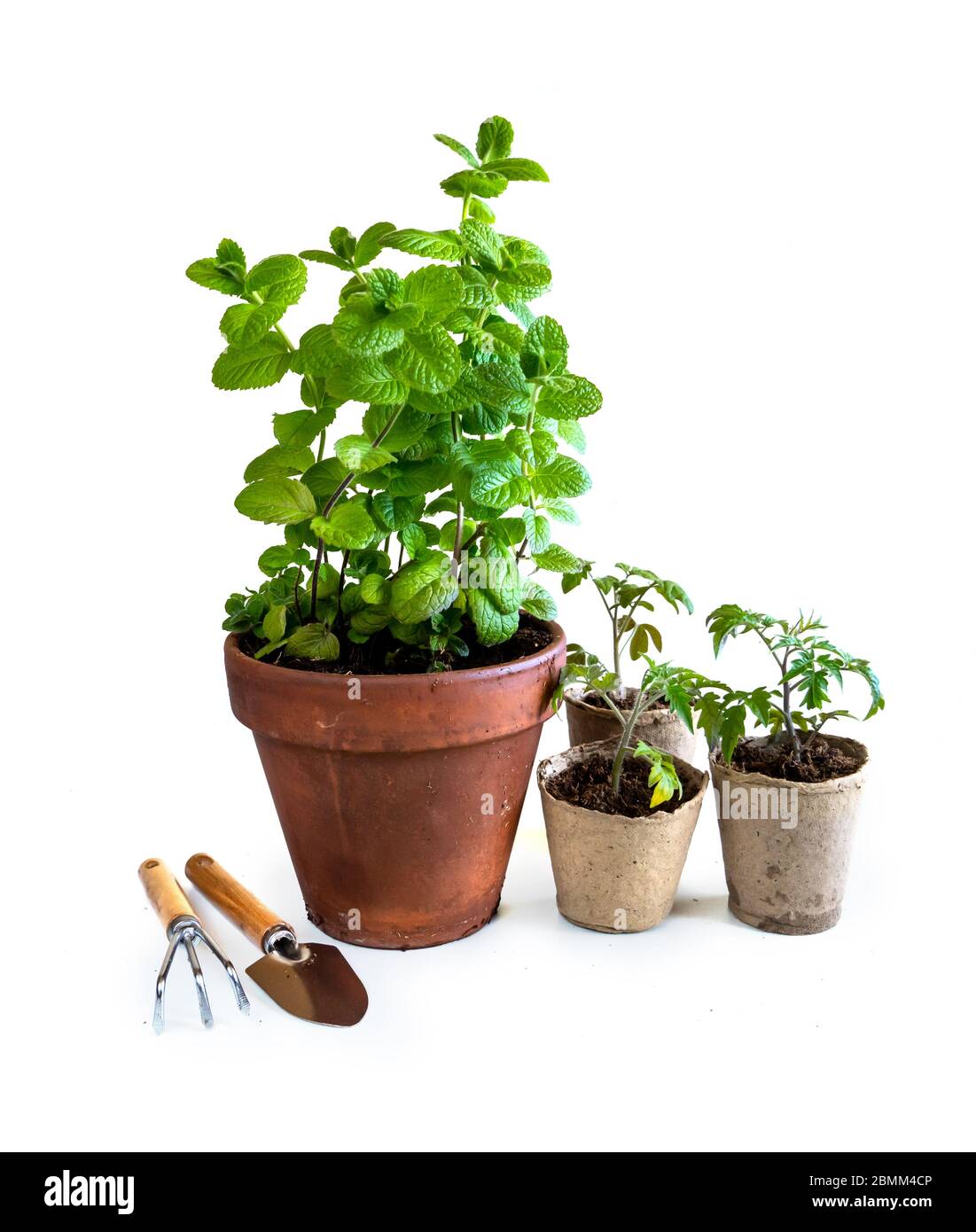 Young tomato seedlings in pots and mint plant. How to growing food at home on windowsill. sprouts green plant and home gardening. Stock Photo