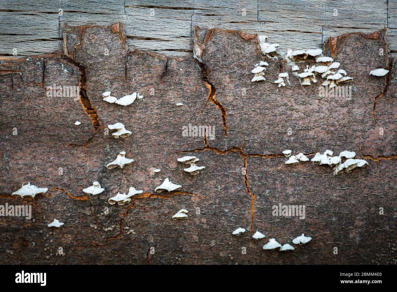 Mushrooms on a dead fallen beech tree. Stock Photo