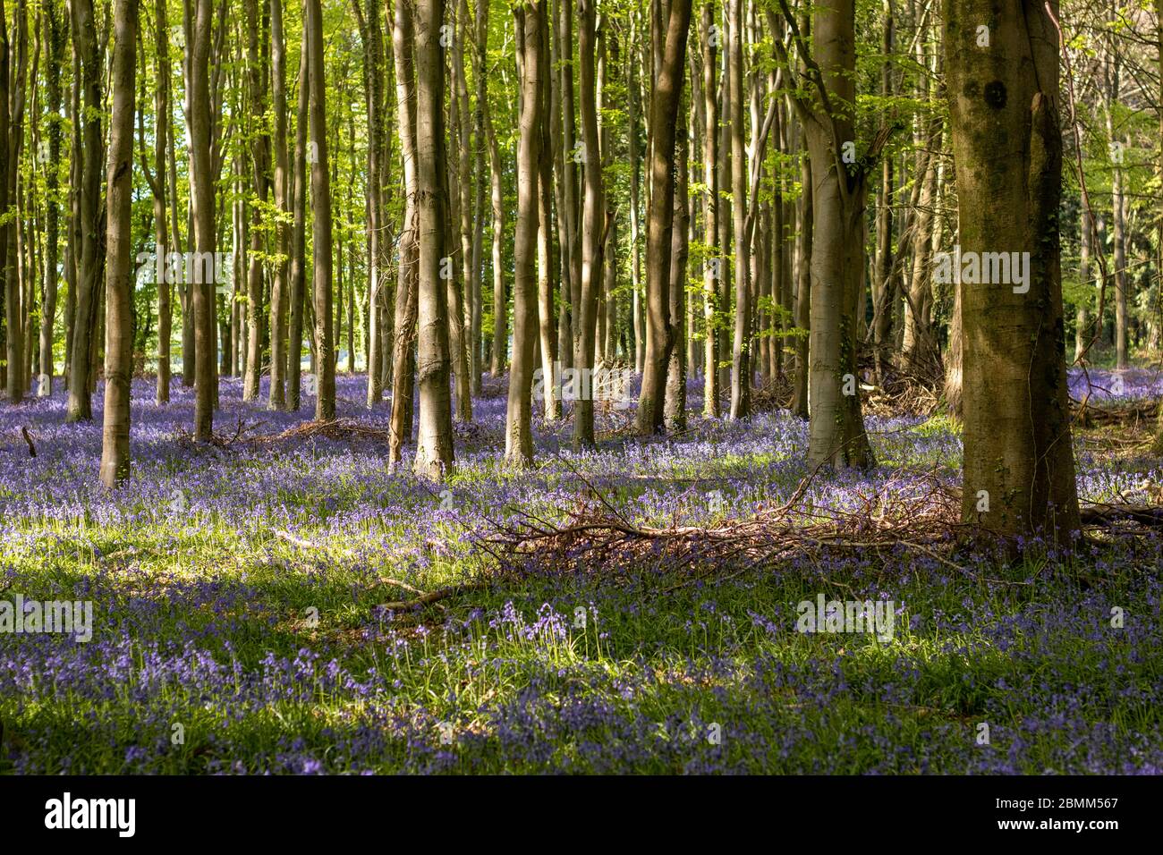 A beautiful carpet of vibrant bluebells with light casting shadows and light in an English woodland. Stock Photo