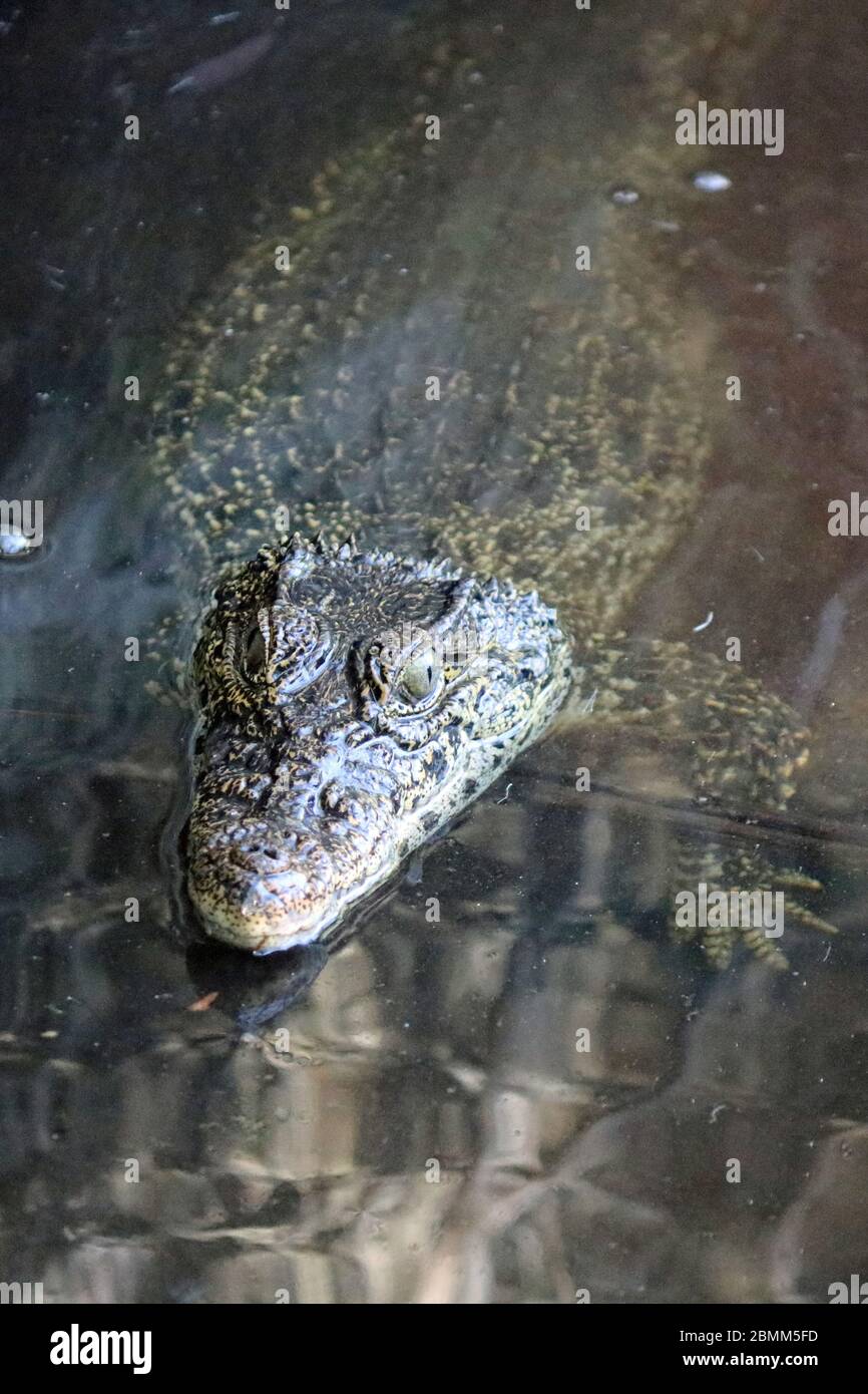 Cuban crocodile (Crocodylus rhombifer) in a freshwater pond, Zapata, Cuba Stock Photo
