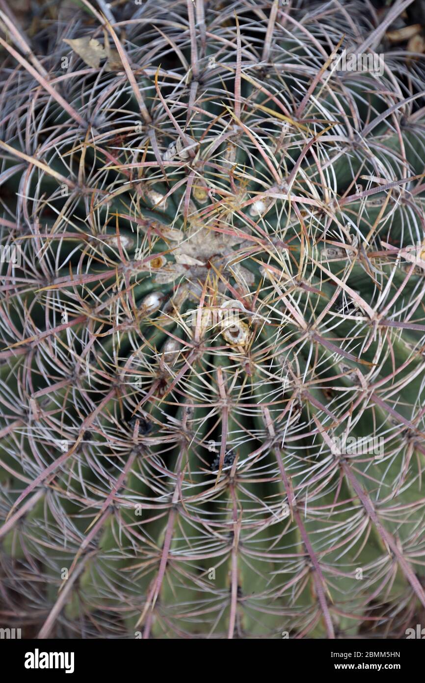 Compass barrel cactus (Ferocactus cylindraceus) Stock Photo