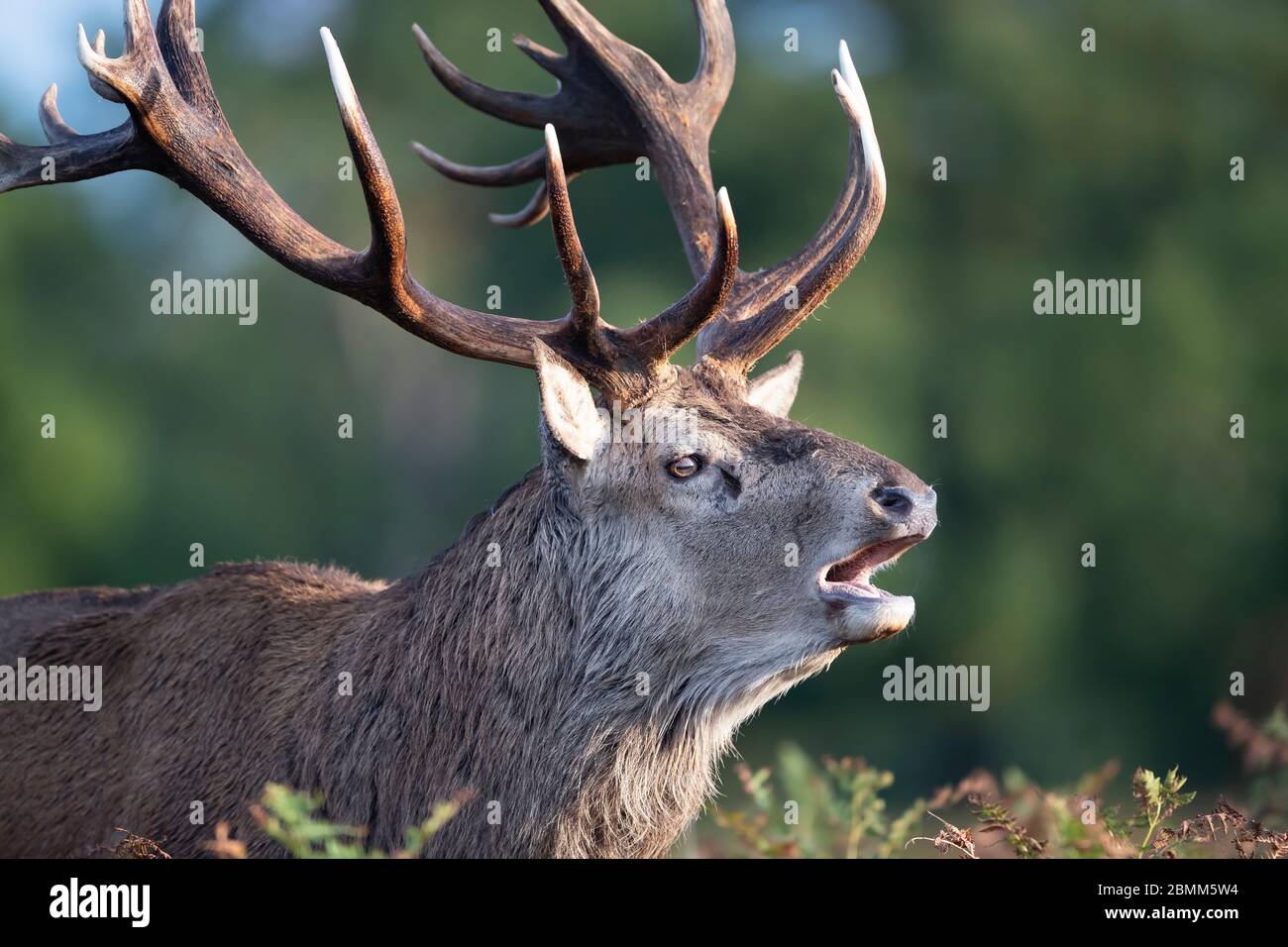 Close up of a red deer male calling during rutting season in autumn, United Kingdom. Stock Photo