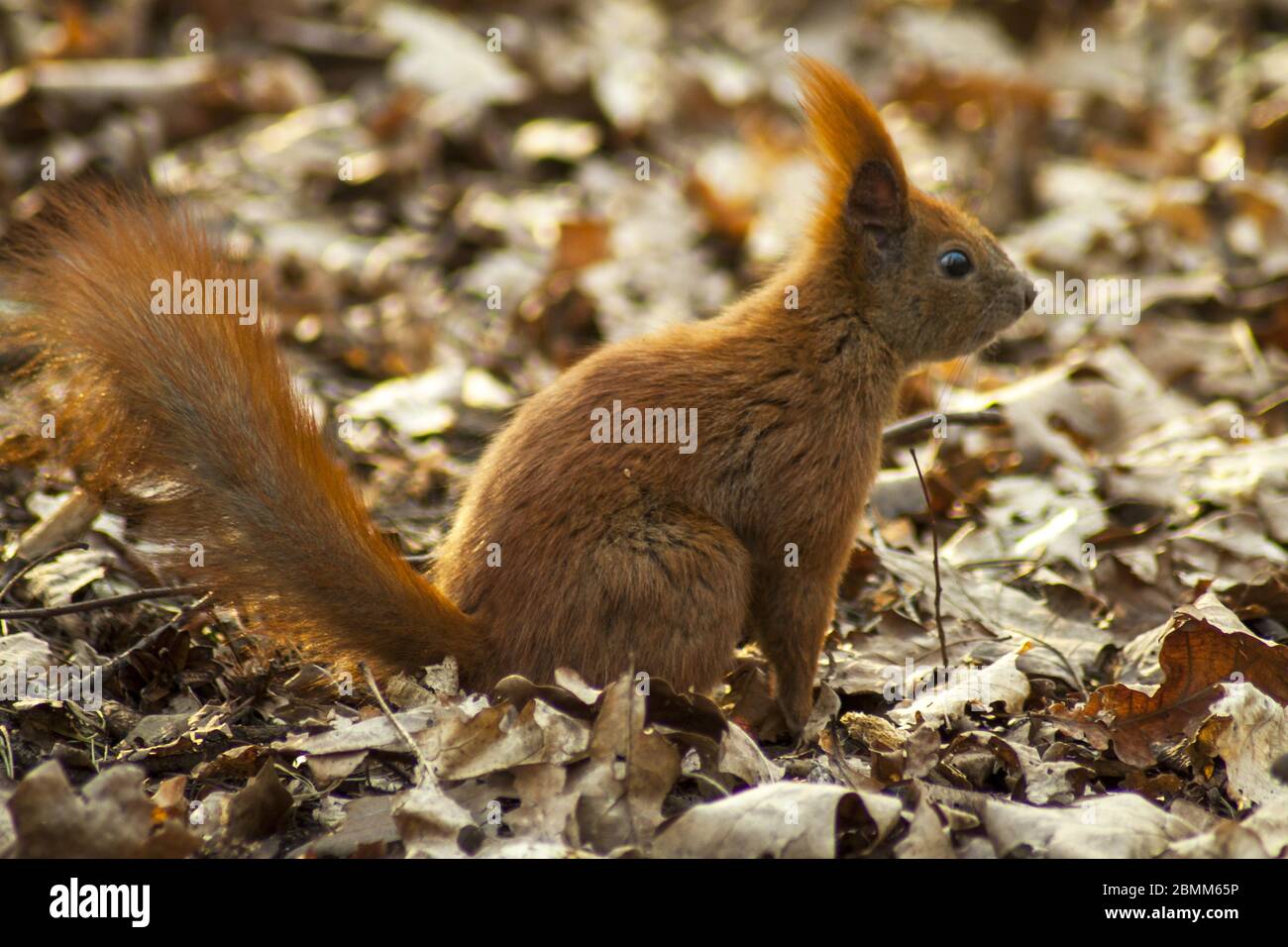 Red squirrel skimming peanuts buried in autumn in a city park. Stock Photo