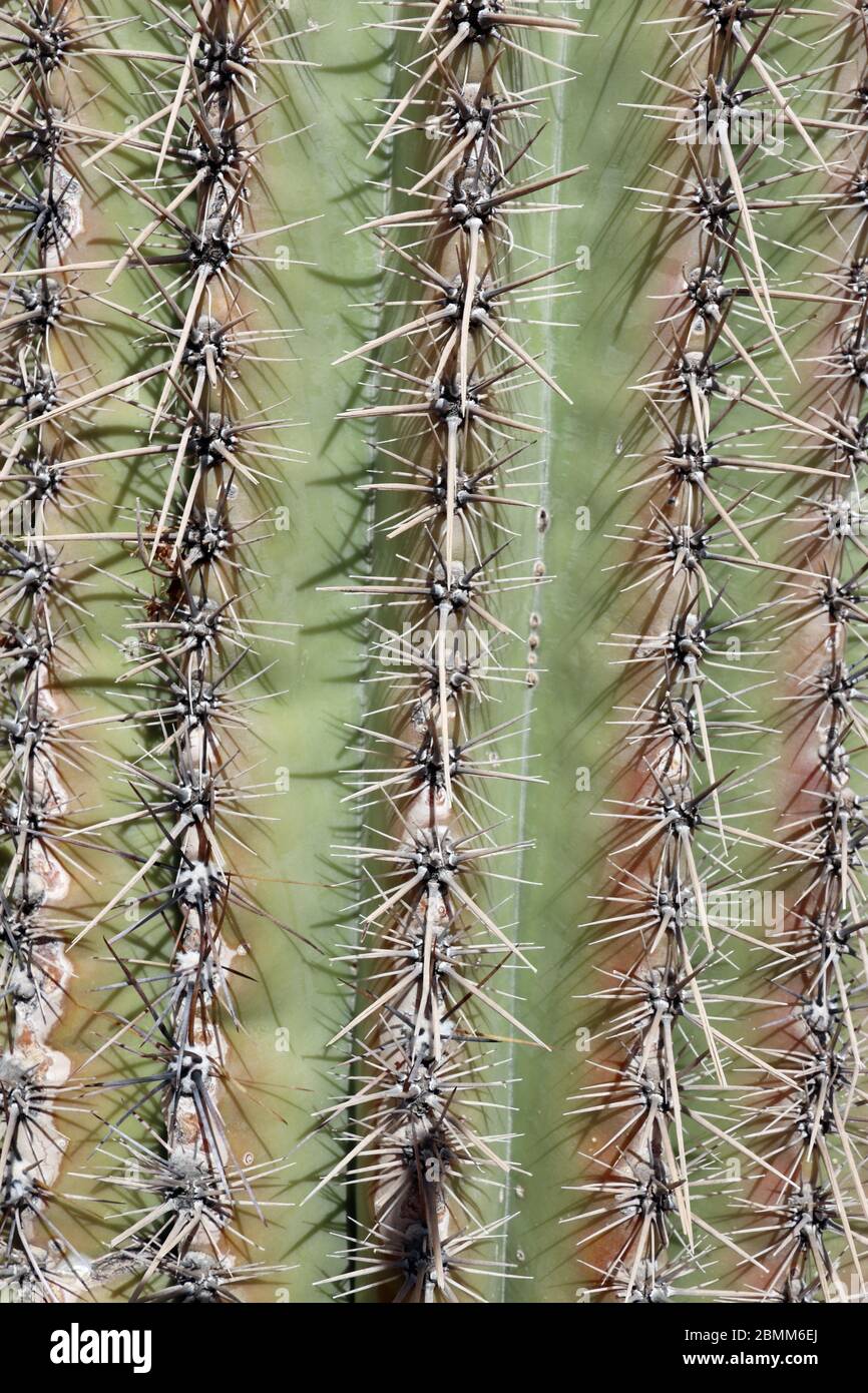 Close-up of Saguaro cactus, Carnegiea gigantea Stock Photo