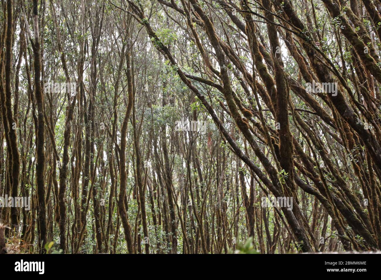 Regenerating rainforest stand, Kauai, Hawaii Stock Photo