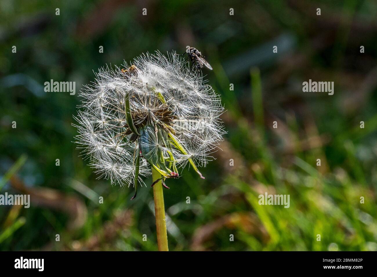 Dandelion seed head with a fly on top. Stock Photo