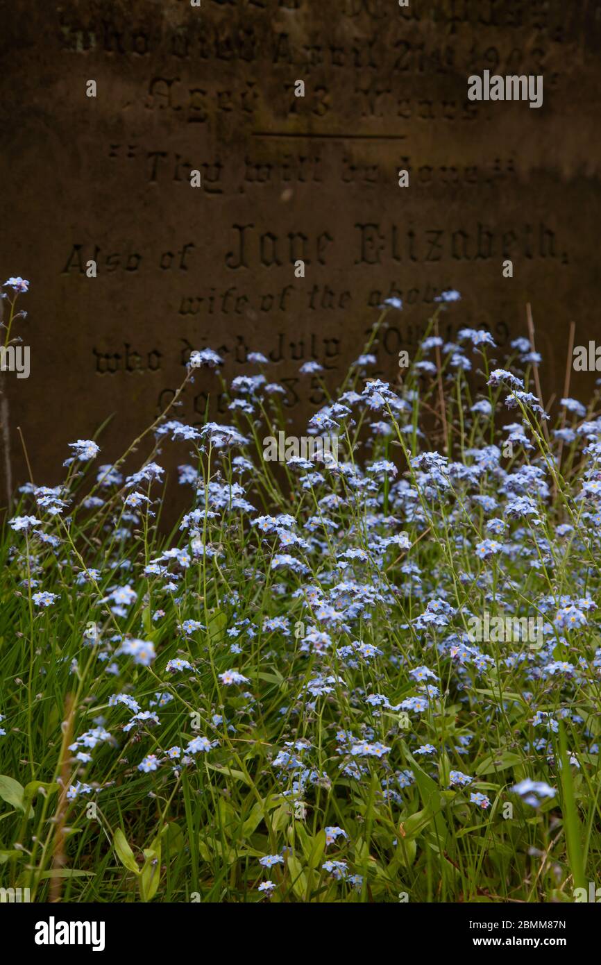 Forget-me-nots growing by old headstone. West Midlands. UK Stock Photo