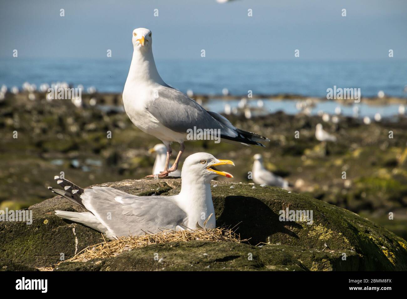 A herring gull (Larus argentatus) sitting on a nest with another gull standing behind, Lady Isle, Scotland, UK Stock Photo