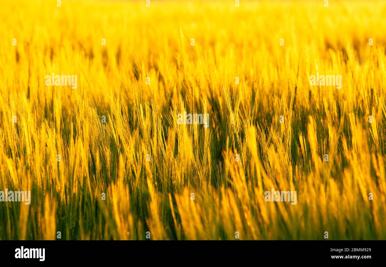 Golden cereal in sunset time Stock Photo
