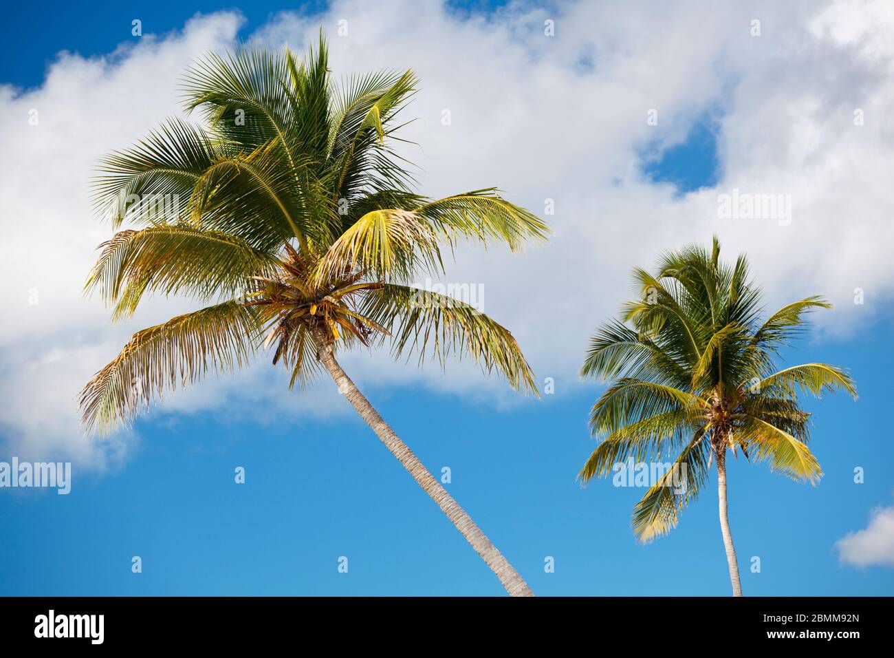 Two coconut palm trees in front of blue sky. Stock Photo