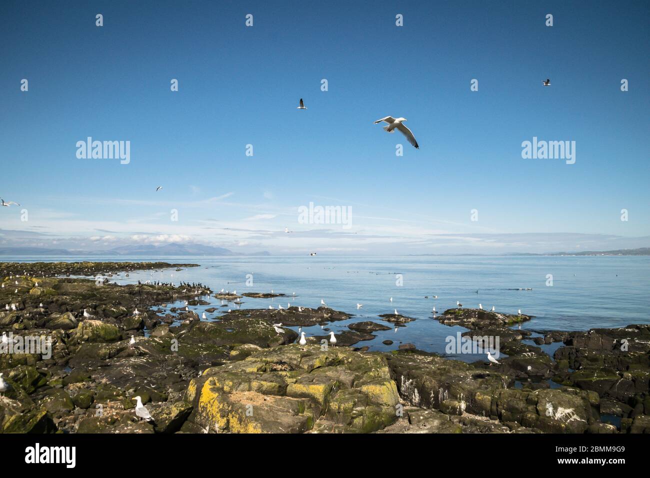 A herring gull (Larus argentatus) flies over a seabird colony on a rocky island, Lady Isle, Scotland, UK Stock Photo