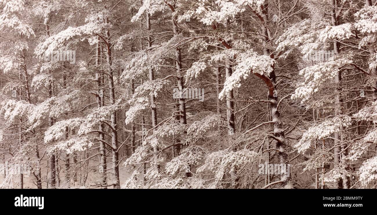 Vista of snowy trees hi-res stock photography and images - Alamy