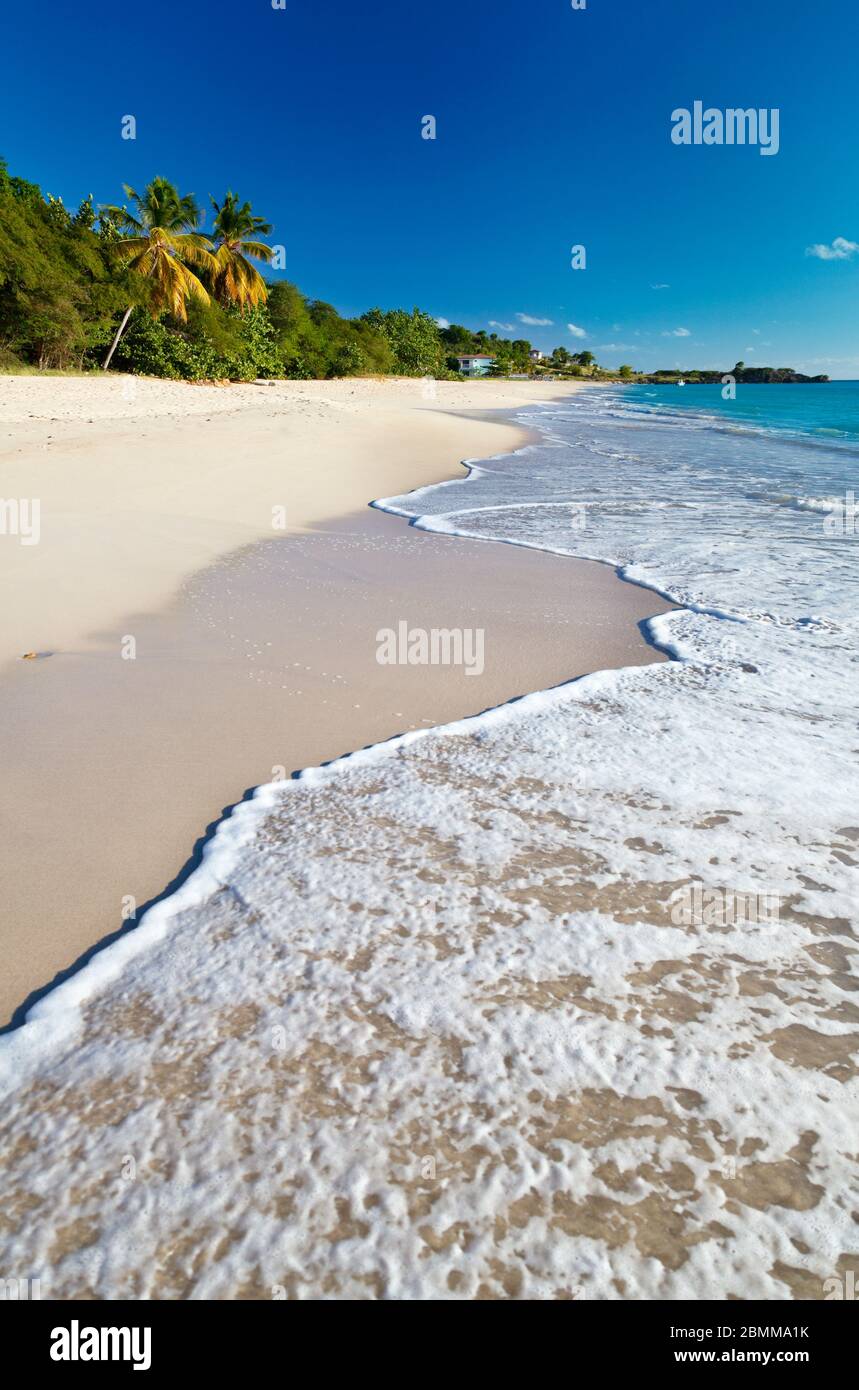 The beautiful Turner's Beach in Antigua with deep blue sky and palm trees Stock Photo Alamy