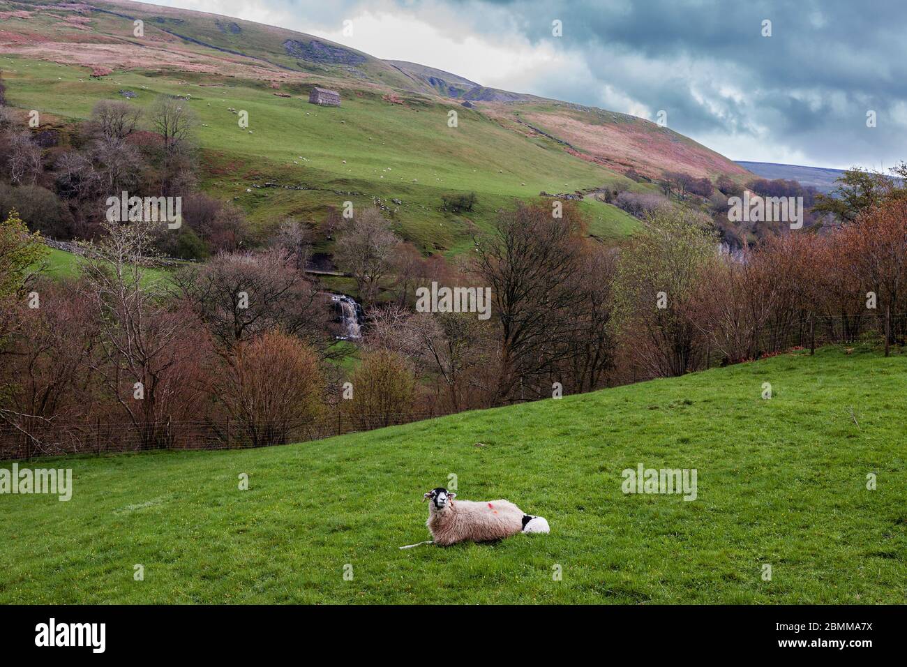 Home pasture on Keld Lane, Swaledale, North Yorkshire, England, UK Stock Photo