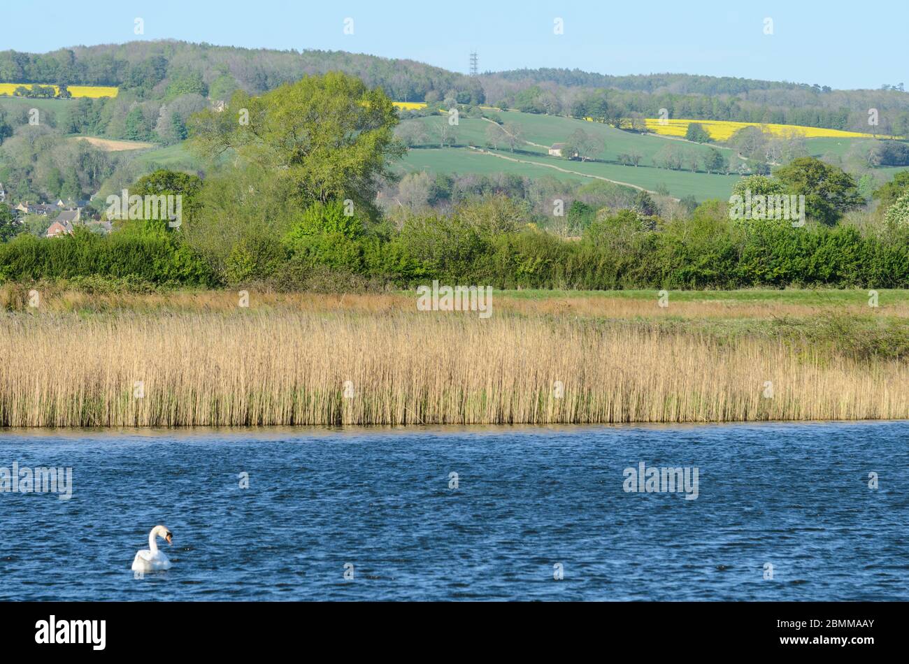 A swan on the lake at Kemerton Nature Reserve, with Bredon Hill in the background, in Worcestershire, England, UK Stock Photo