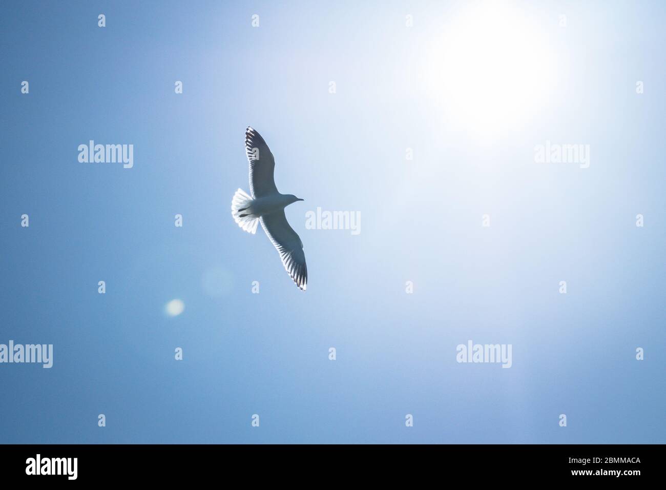 Herring gull (Larus argentatus) flying against the sun in a blue sky, Lady Isle, Scotland, UK Stock Photo
