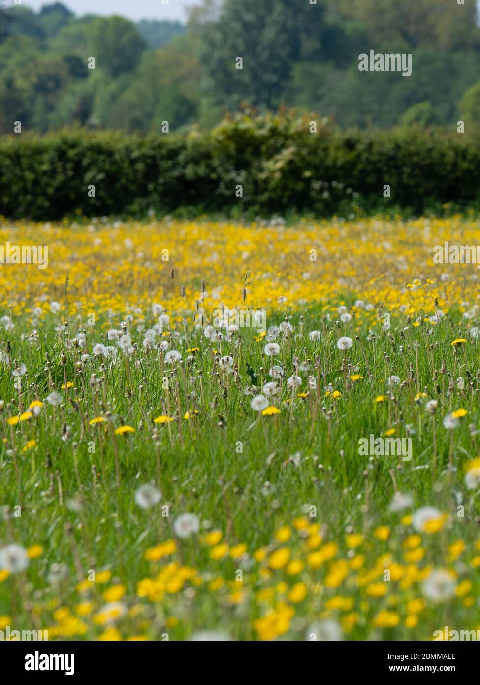 A mix of daisy, buttercup, dandelion, puffball and grass Stock Photo