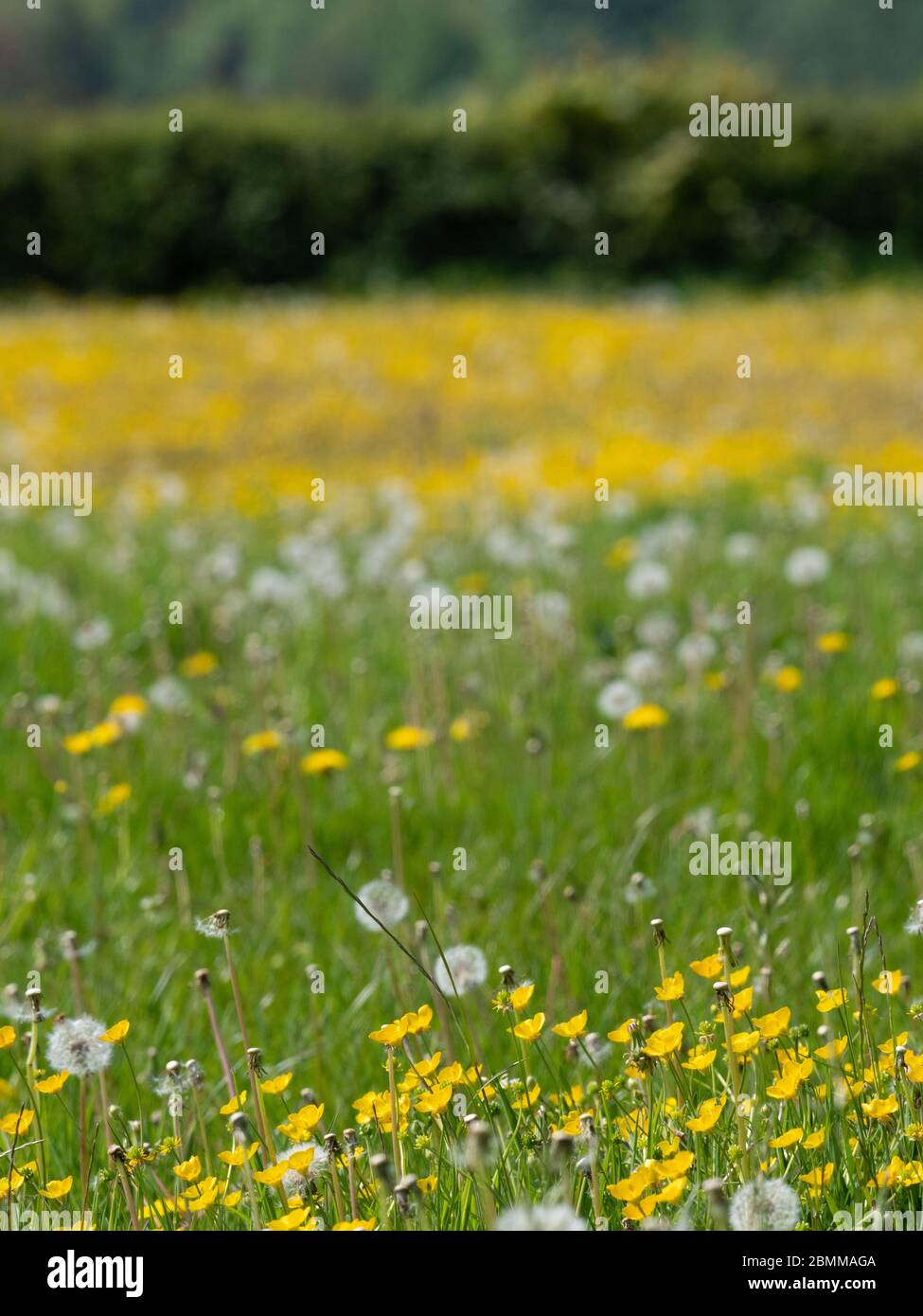 Dandelion and daisy hi-res stock photography and images - Alamy