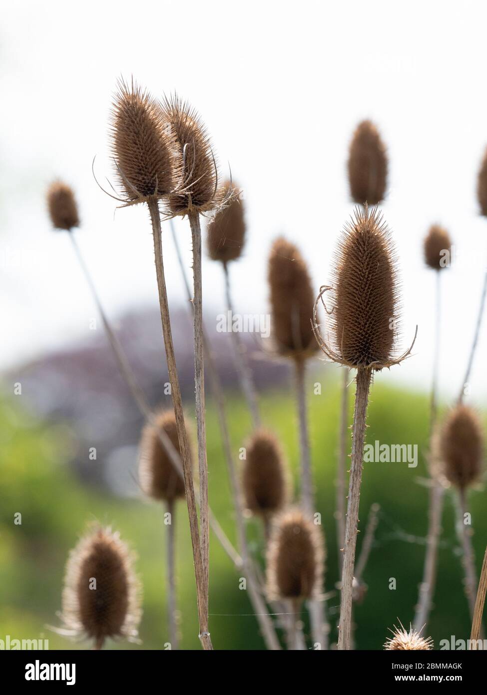 A group of thistles. Stock Photo