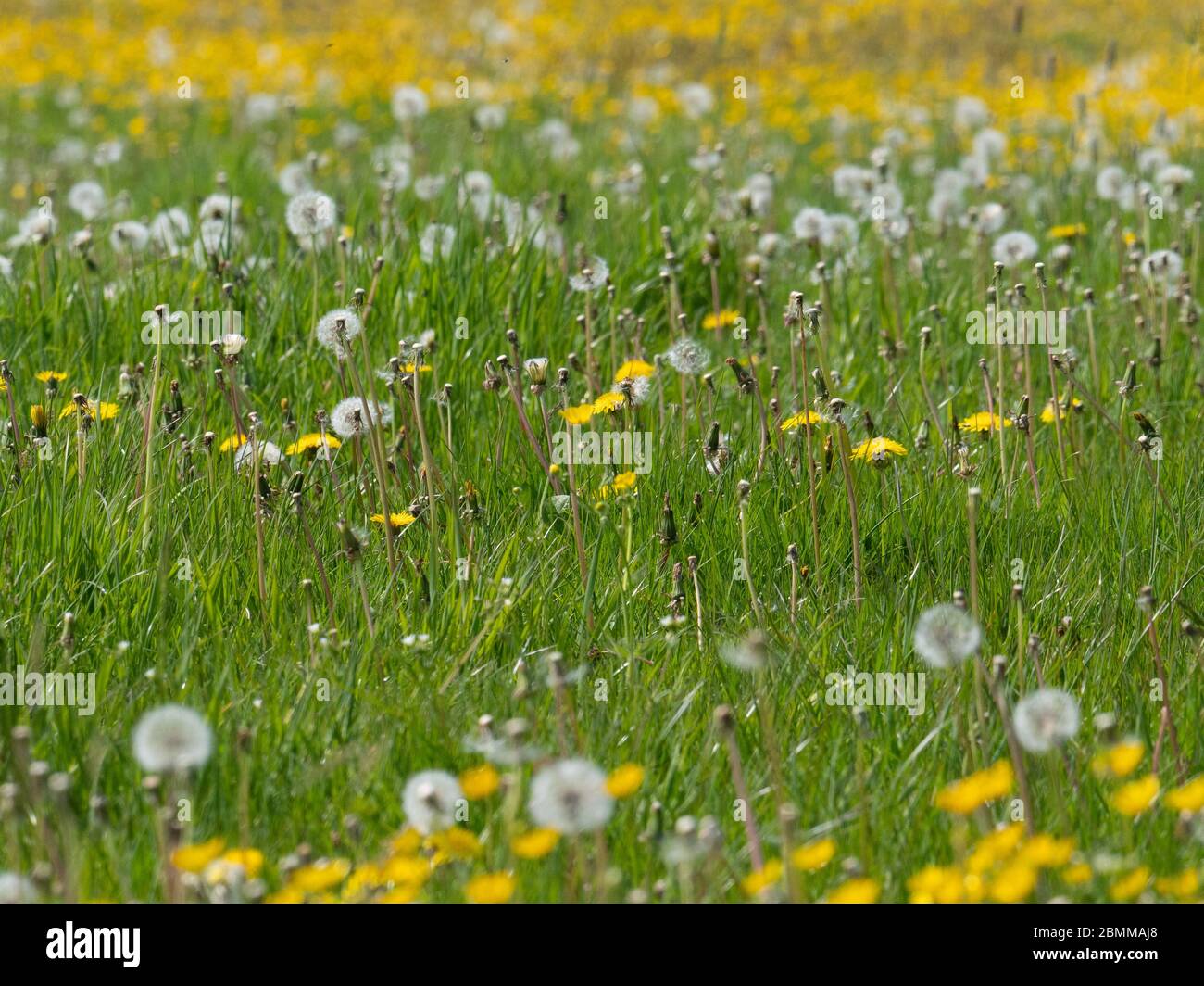 A mix of daisy, buttercup, dandelion, puffball and grass Stock Photo