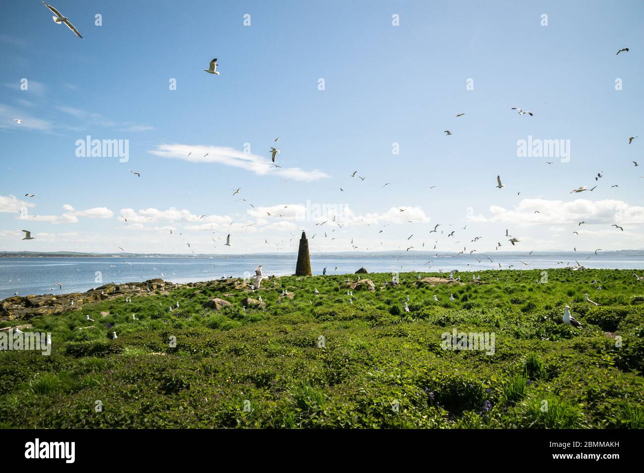 A flock of gulls on an island seabird colony with a cairn, Lady Isle, Scotland, UK Stock Photo