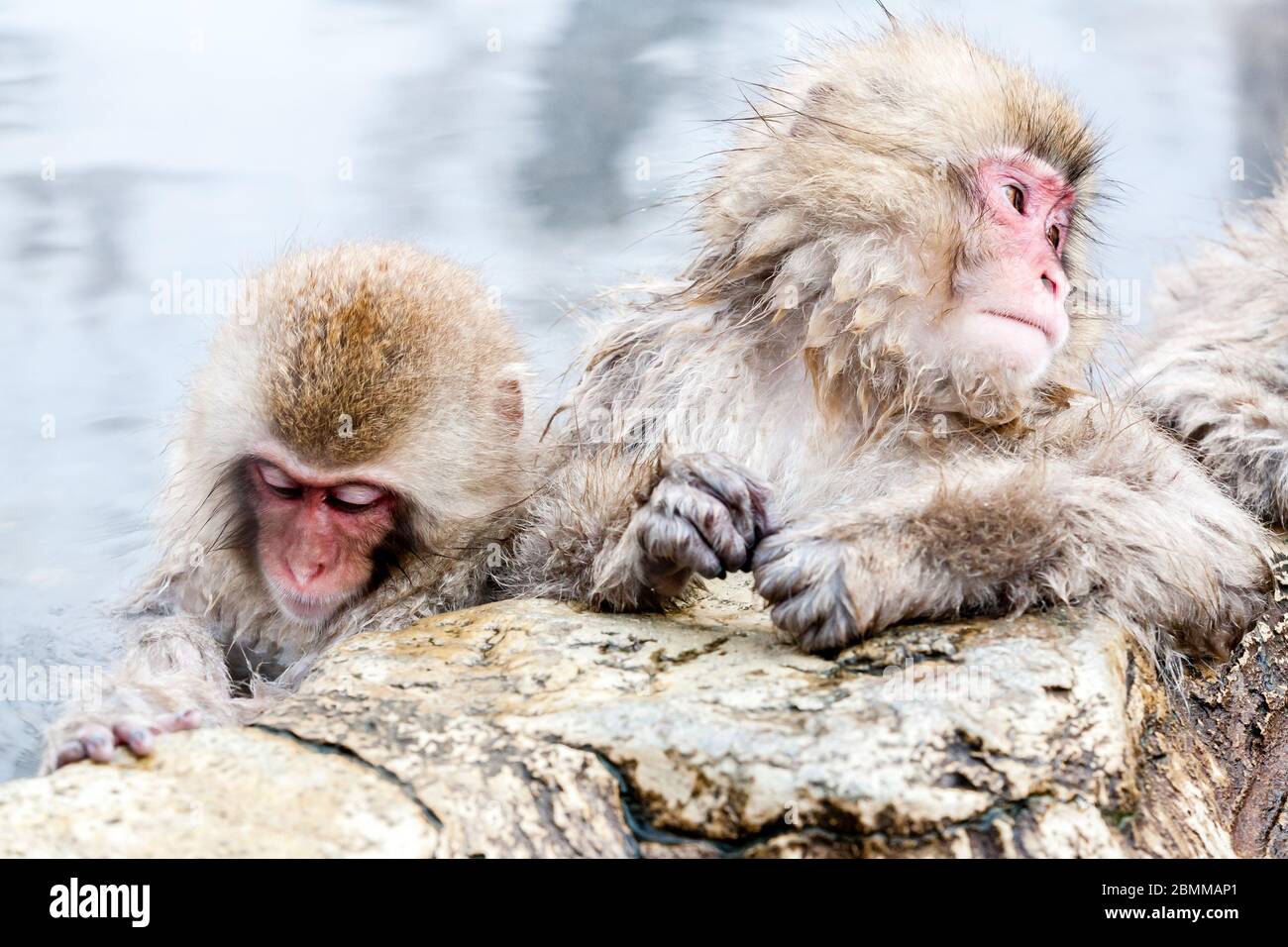 Two cute Japanese macaque sitting in a hot spring. Snow monkeys (Macaca fuscata) from Yudanaka, Japan, Nagano Prefecture. Stock Photo