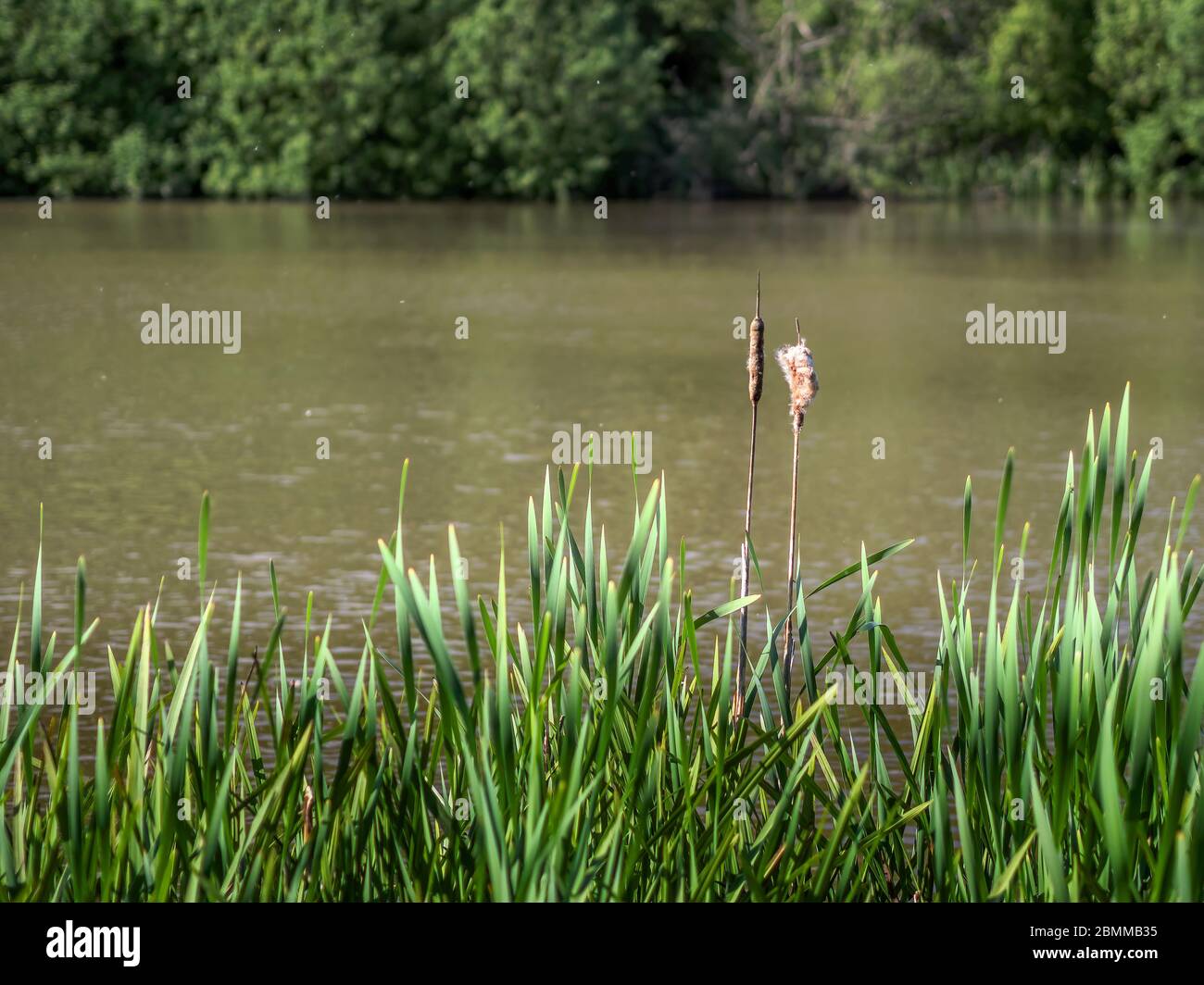 Riverbank background with bullrushes, Scirpoides holoschoenus. Stock Photo