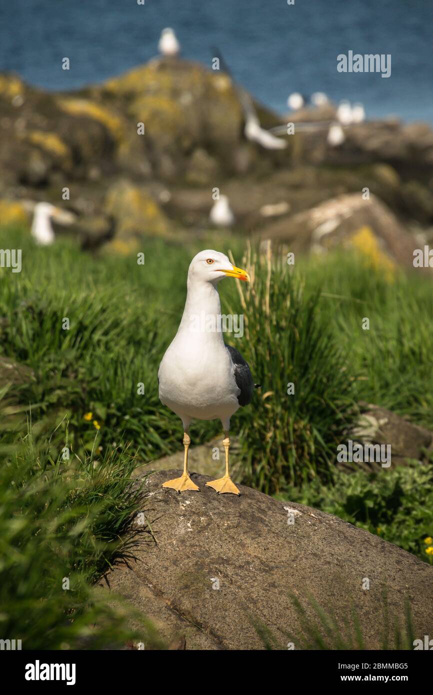 A lesser black-backed gull (Larus fuscus) standing on a rock in an island seabird colony, Lady Isle, Scotland, UK Stock Photo