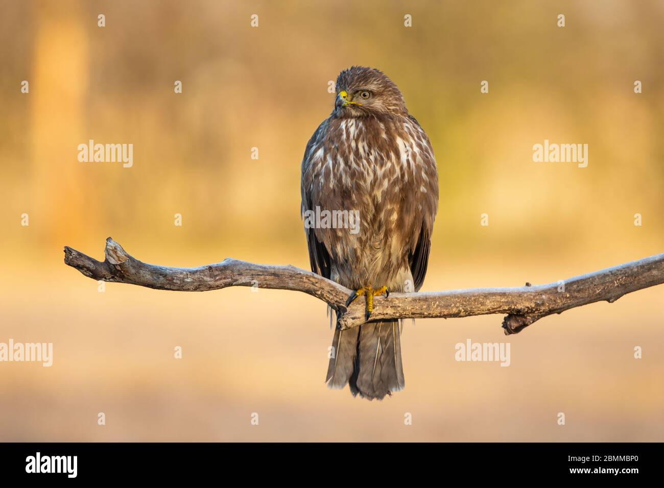 Common Buzzard (Buteo buteo) perching on a low branch at sunrise with golden light illuminating the distant background Stock Photo
