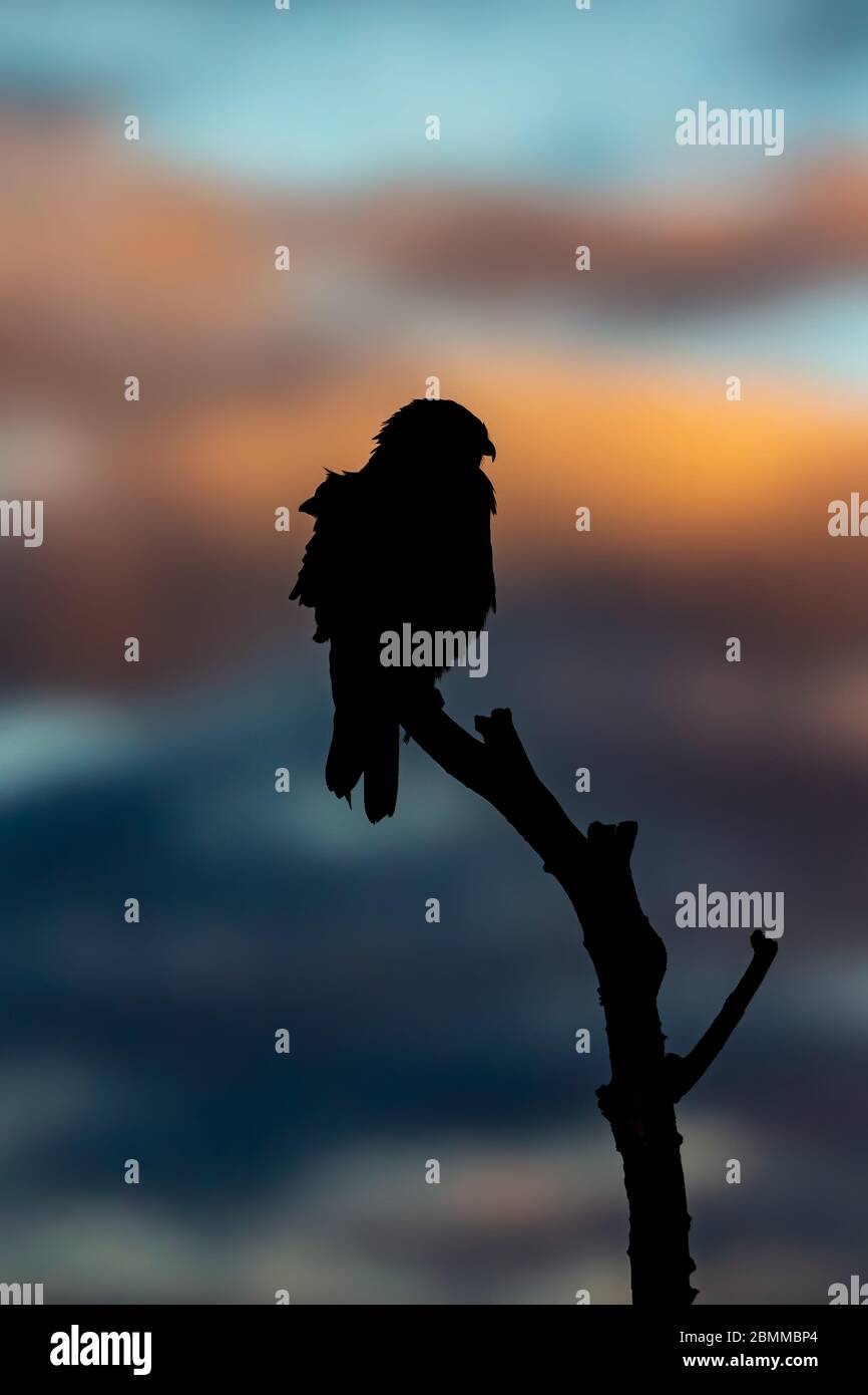 A Common Buzzard (Buteo buteo) perching on a tree, silhhouetted against a sunset sky Stock Photo