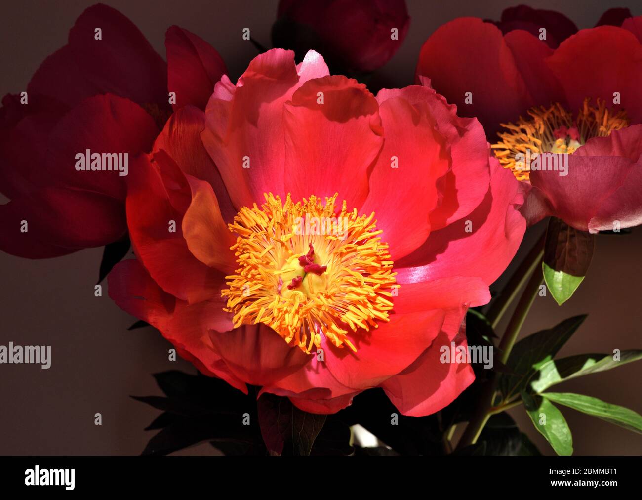 A red peony bloom lit up in sunlight. Stock Photo