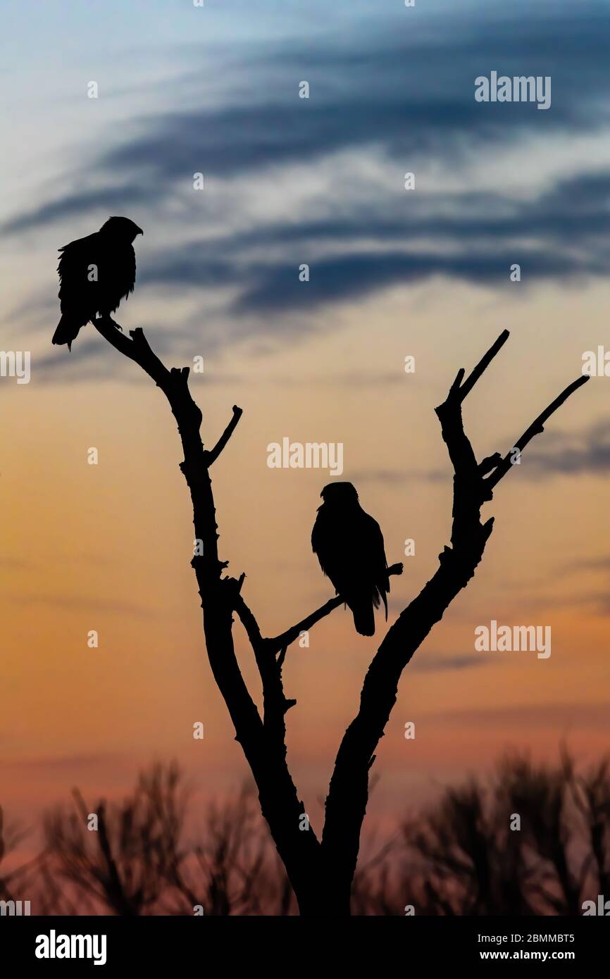 Two Common Buzzards (Buteo buteo) perching on a tree, silhhouetted against a sunset sky Stock Photo