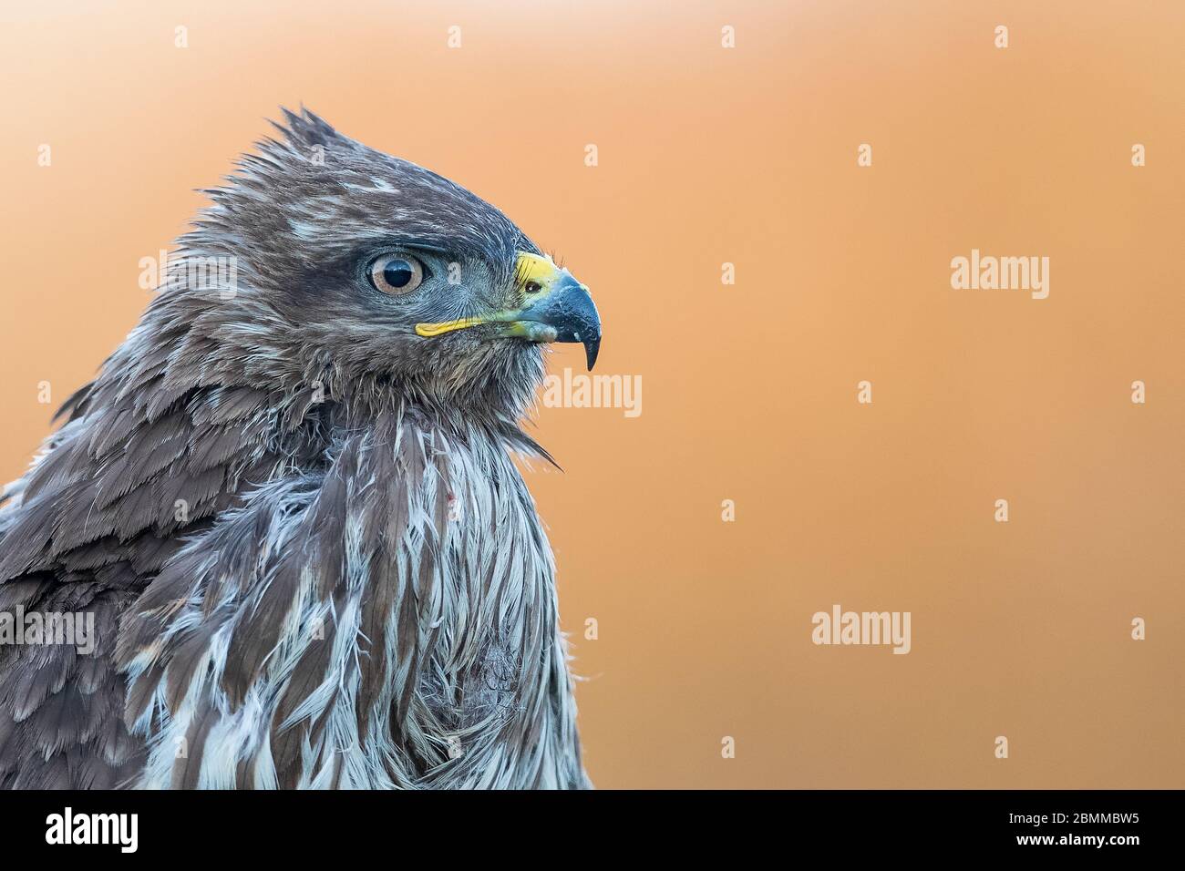 Close-up portrait of Common Buzzard (Buteo buteo) against a soft background of yellow grassland Stock Photo