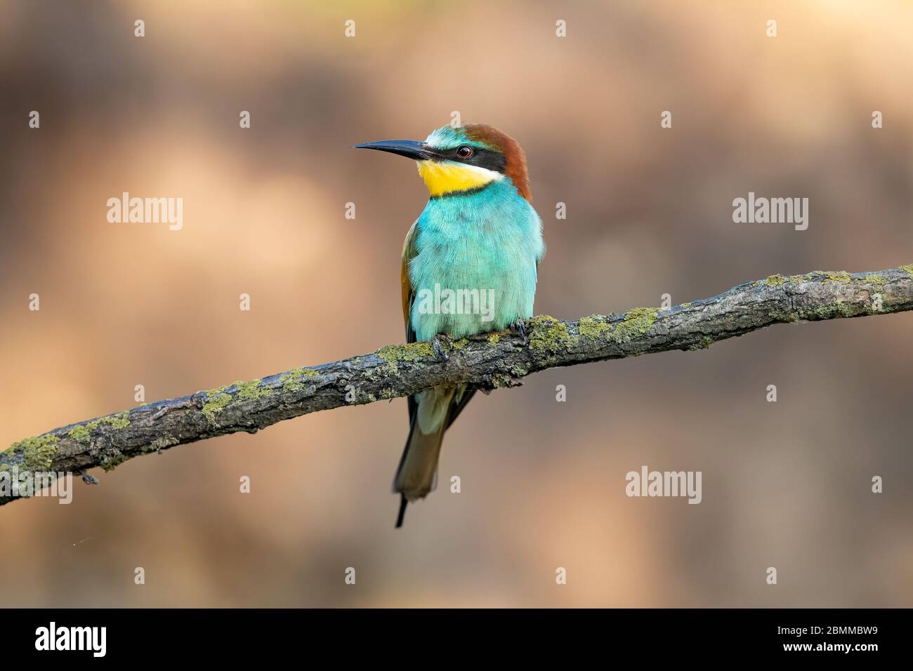 European Bee eater (Merops Apiaster) perching on a branch Stock Photo