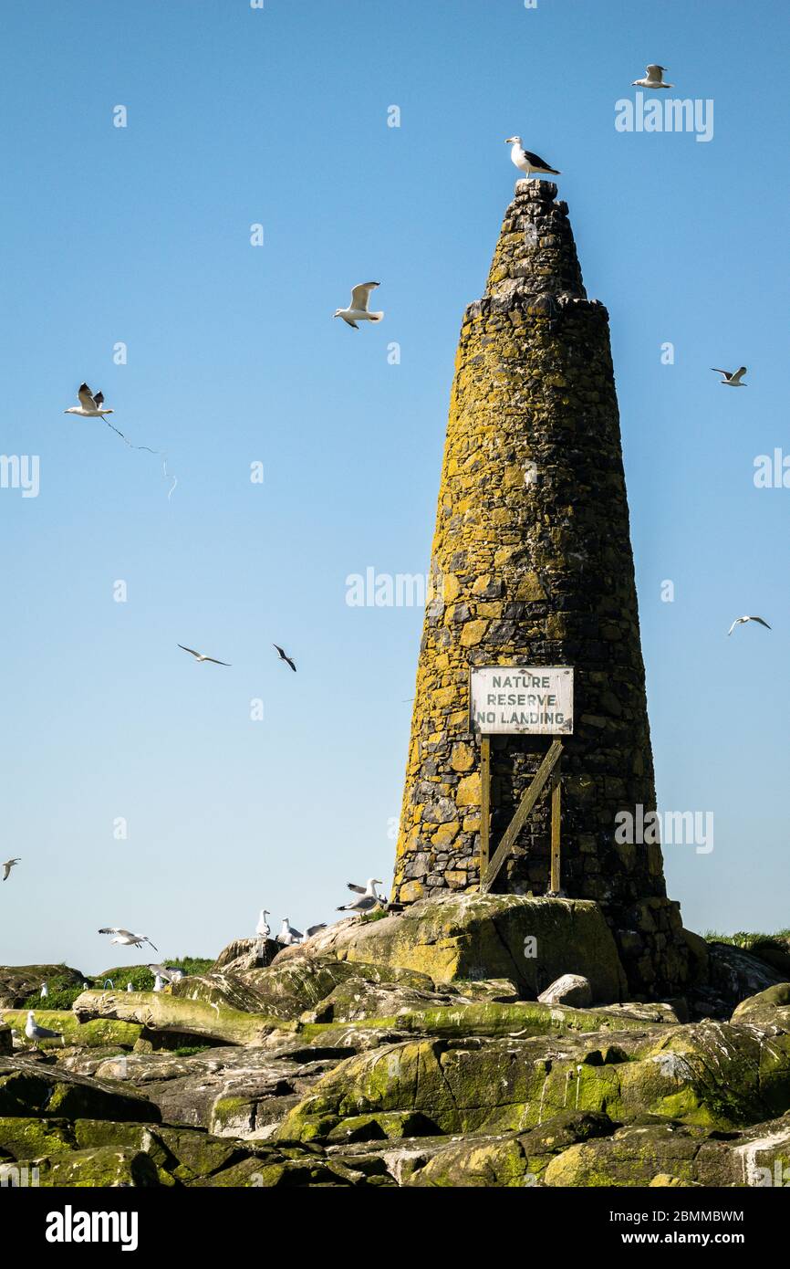 Lesser black-backed gull (Larus fuscus) standing on top of a cairn at a seabird colony nature reserve, Lady Isle, Scotland, UK Stock Photo
