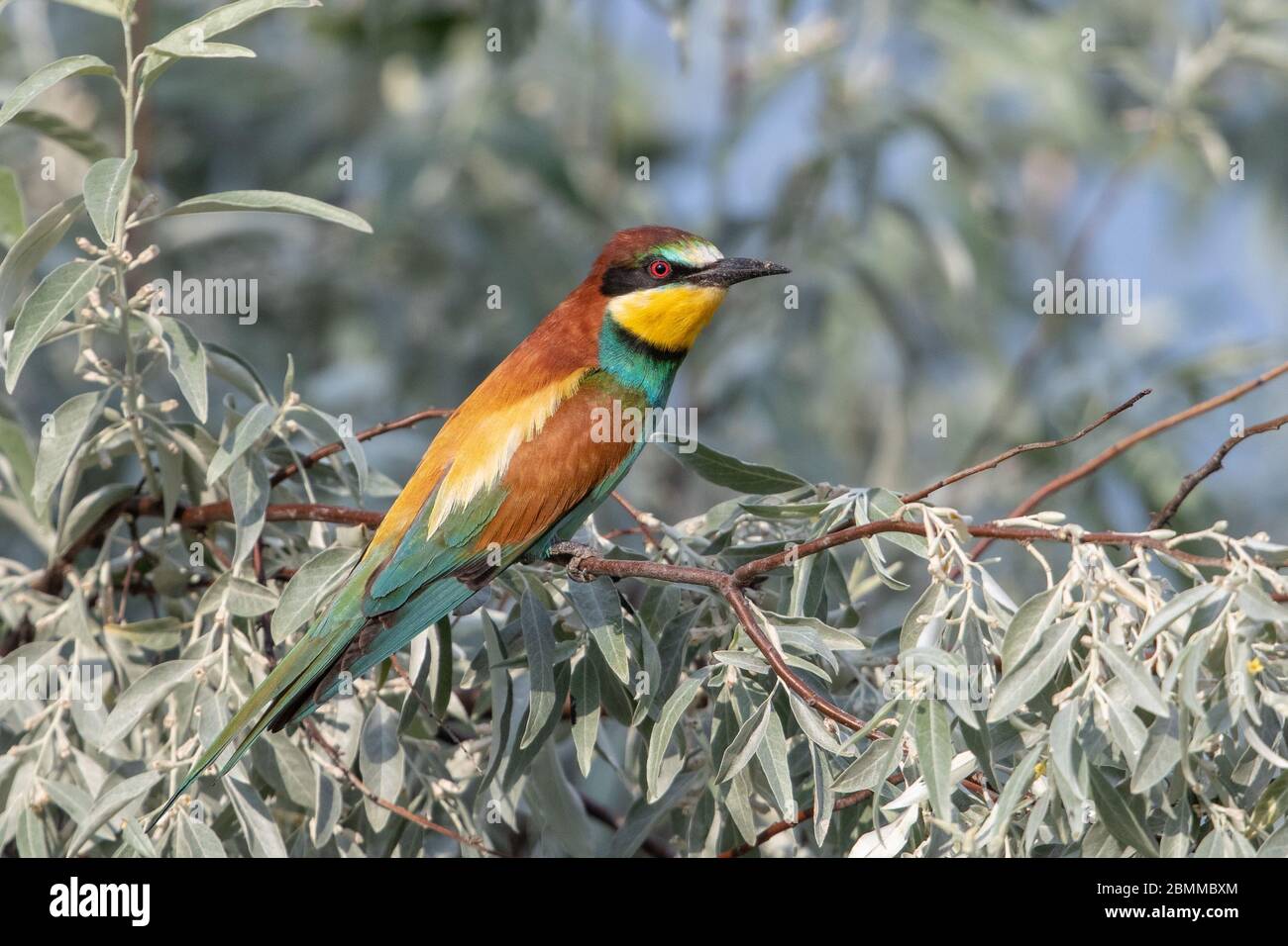European Bee eater (Merops Apiaster) perchingin a tree surrounded by foliage Stock Photo