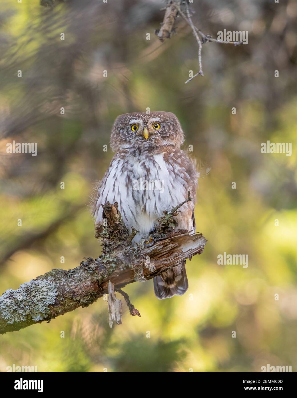 Eurasian Pygmy (Glaucidium passerinum) owl perching on a branch in Boreal forest, Slovenia Stock Photo