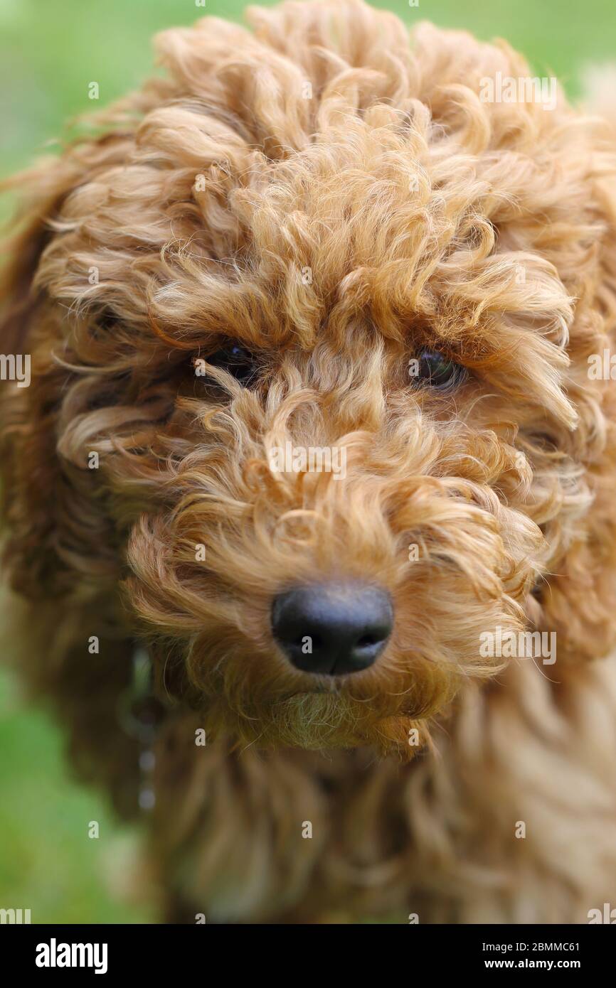 Golden doodle dog Stock Photo