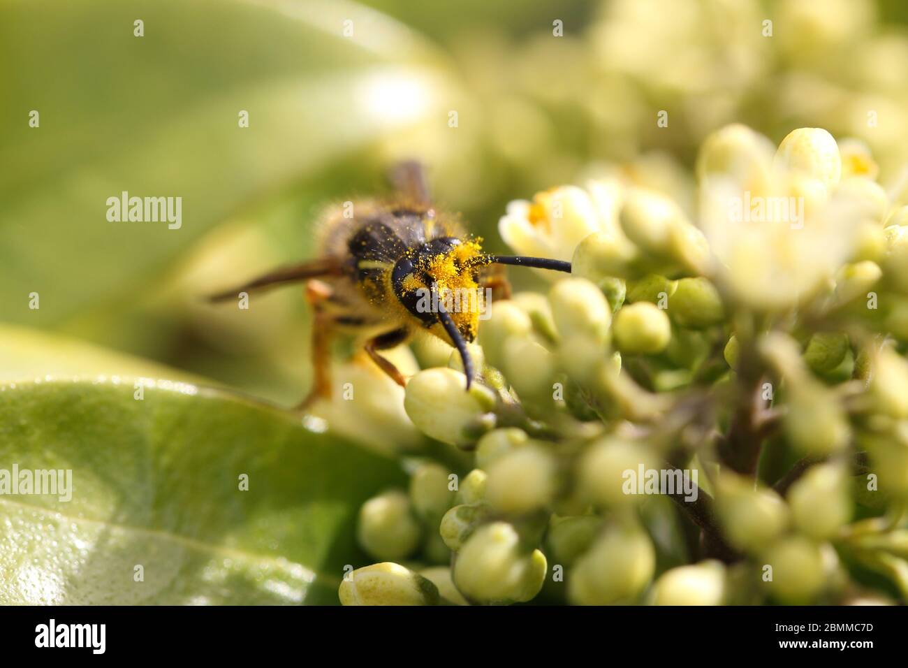 common wasp with pollen Stock Photo
