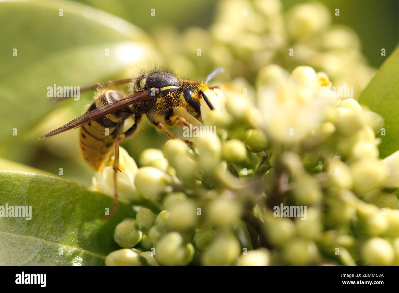 common wasp with pollen Stock Photo
